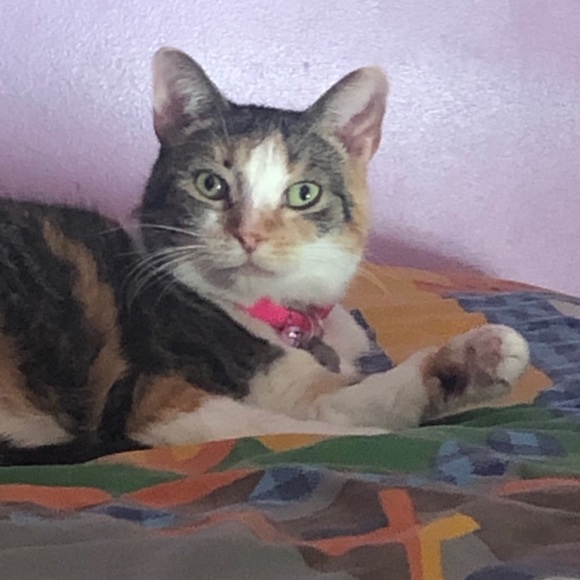 Meet your Posher, Tara - Picture 1 of 1